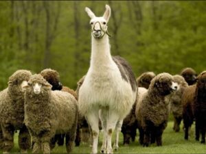 Лама — пастух